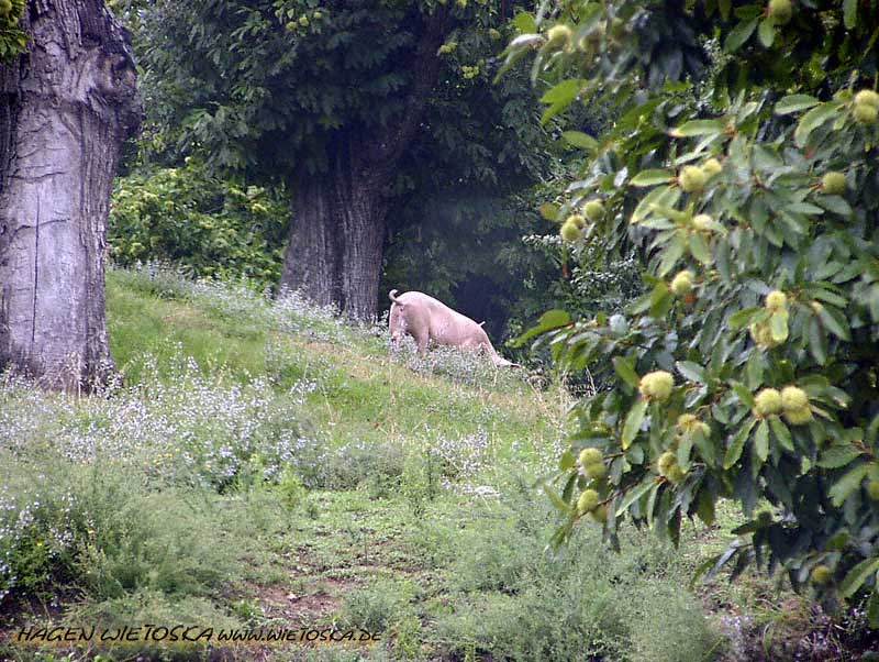 ein gl�ckliches Schwein im Parco Naz. della Calabria