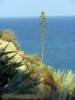 Bl�te