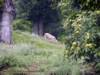 ein gl�ckliches Schwein im Parco Naz. della Calabria